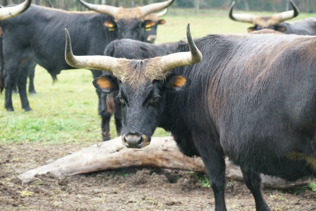 Тур — уособлення могутності та козацької слави