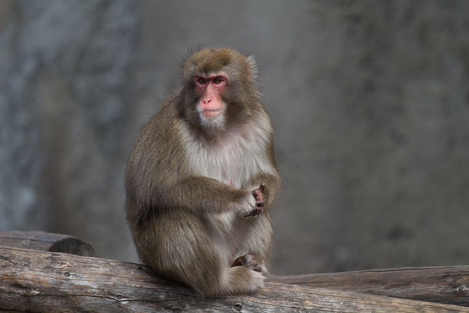 Японська макака (Nihonzaru)