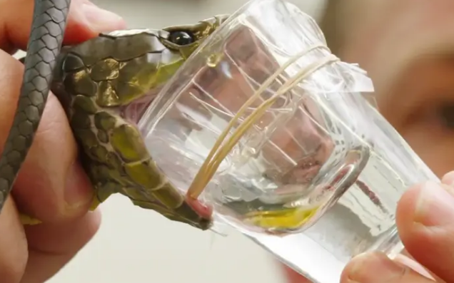 Навіщо нам потрібна зоологія?