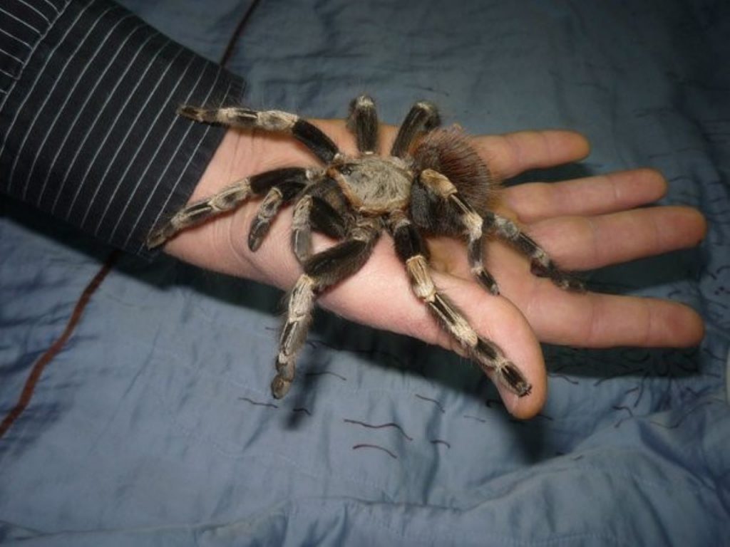 Як подолати страх павуків: ефективні методи