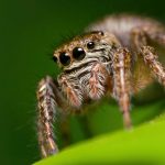 Як називається страх павуків: усе про арахнофобію