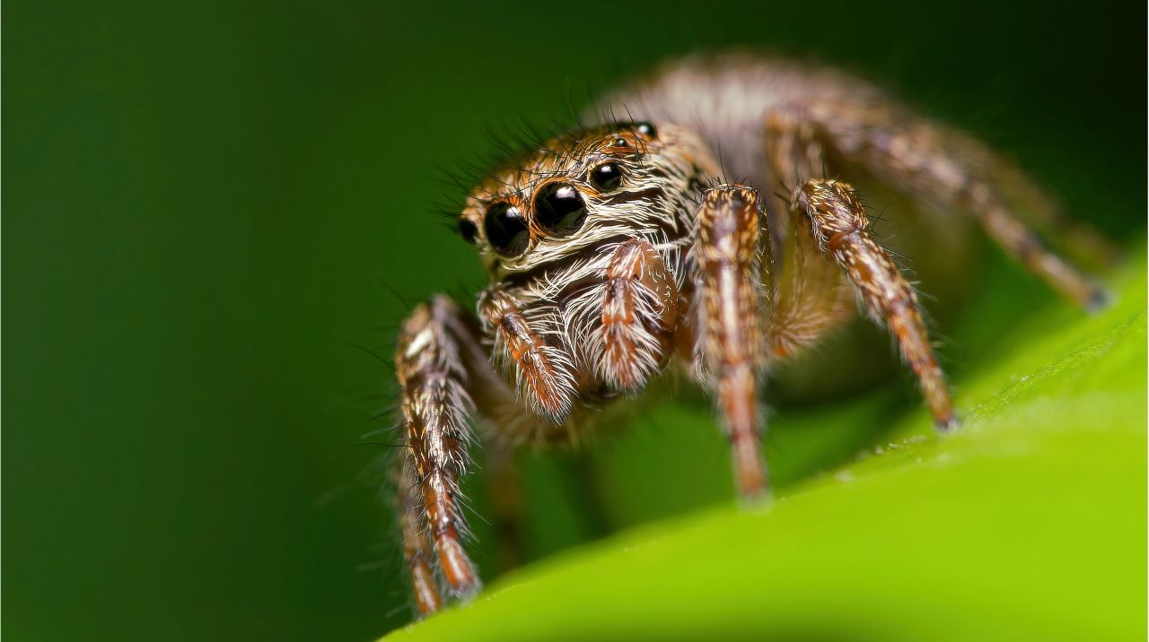 Як називається страх павуків: усе про арахнофобію