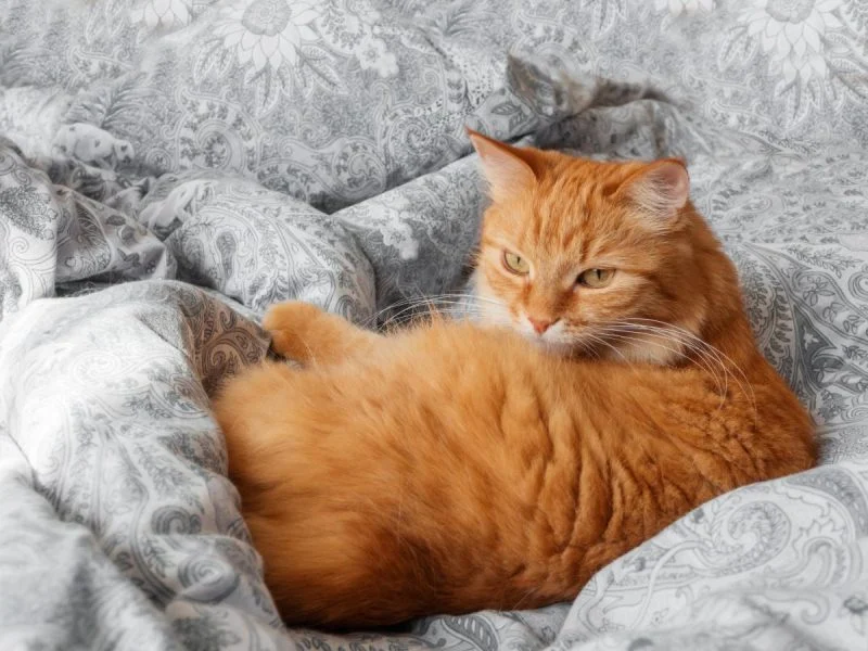 Як продовжити життя коту: практичні поради