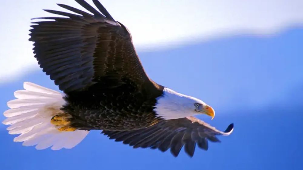 Більше, ніж просто птах-символ США