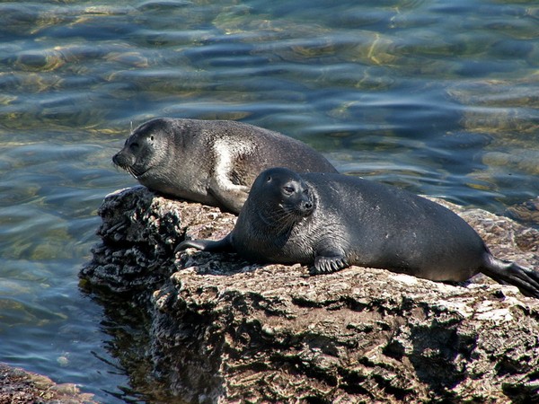 Унікальний світ тварин і рослин