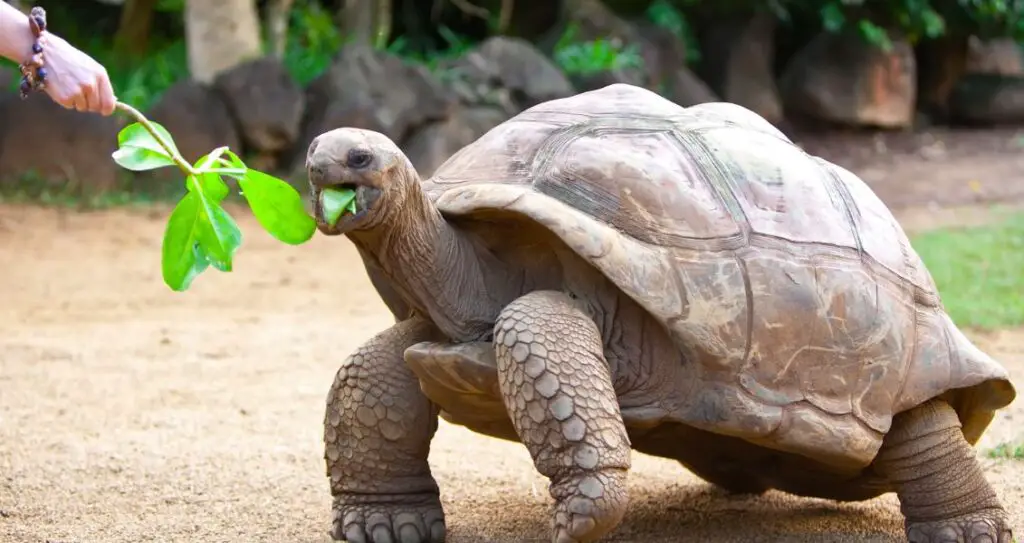 Гігантські сухопутні черепахи