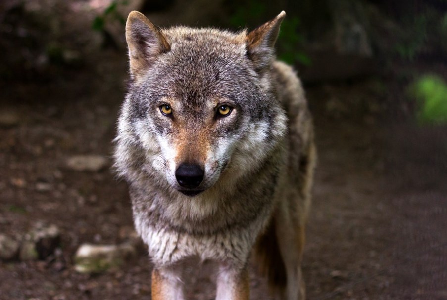 Цікаві факти про вовків: погляд за лаштунки дикої природи