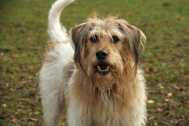 Чи правда, що безпородні собаки живуть довше?
