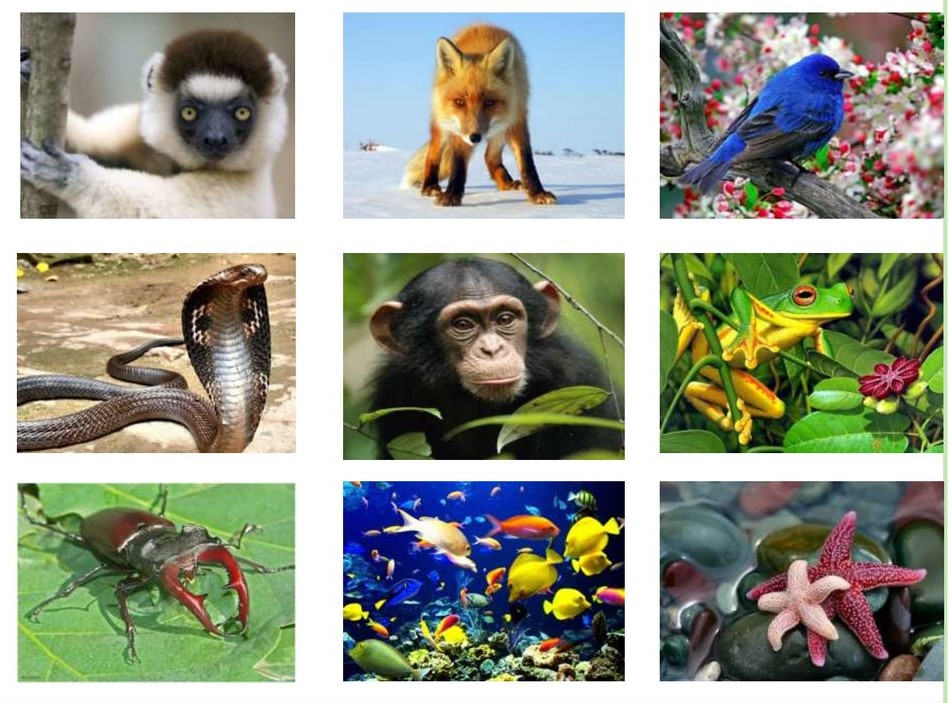 Як називається наука про тварин?