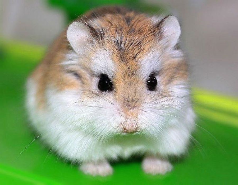 Хом'яки Роборовського