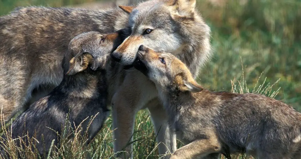 Поведінка вовків та соціальна структура
